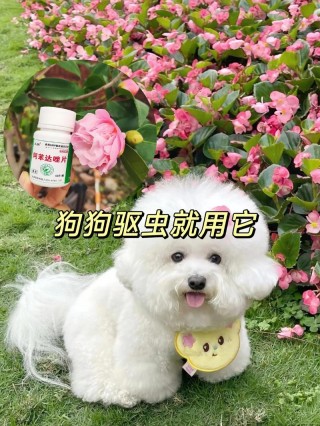 阿苯达唑片狗狗能吃吗？阿苯达唑片狗狗能吃吗一天几次（最新）