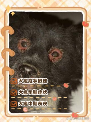 狗狗得犬瘟的症状？狗狗得犬瘟的症状图片（最新）
