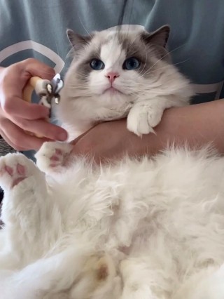 猫咪指甲钳怎么用？猫咪指甲钳哪个牌子好（最新）
