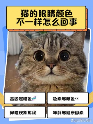 猫咪眼睛颜色不一样，猫咪眼睛颜色不一样是什么原因？