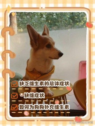 狗狗缺维生素的症状，（狗狗缺维生素的症状吃什么）