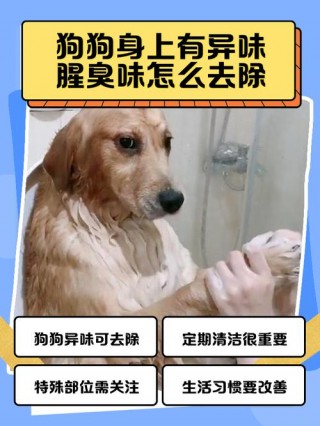 狗狗身上有味道怎么办？狗狗身上有味道是怎么回事（最新）