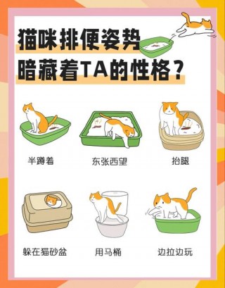 怎么刺激猫咪排便，怎样刺激猫拉屎？