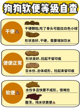 狗狗拉软便怎么办？小狗随地大小便有什么办法（最新）