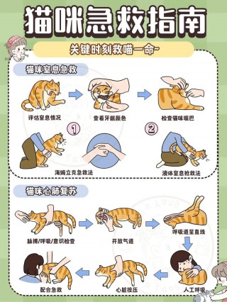 猫咪发烧在家怎么处理，猫发烧在家怎么退烧？