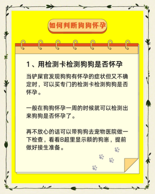 狗狗怀孕需要注意什么，狗狗怀孕需要注意什么饮食？