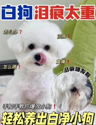 白色狗狗泪痕处理方法？小白狗有泪痕怎么办（最新）