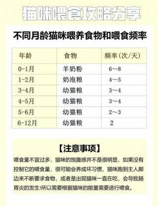 猫咪多大可以吃成猫粮，猫咪多大可以吃成猫粮了？