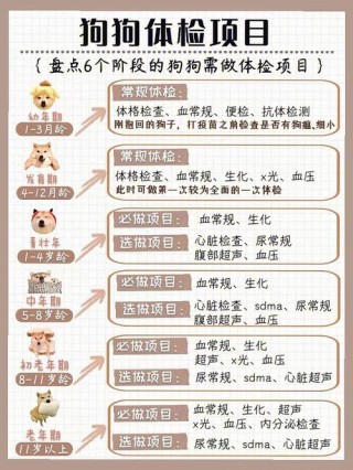 给狗狗拍片子多少钱，（一般狗狗拍片需要多少钱）