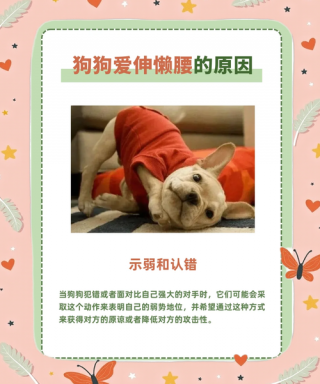 狗狗伸懒腰是什么意思，狗狗伸懒腰是怎么回事？