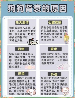 狗狗肝衰竭能活多久，狗狗肝衰竭的症状有哪些？