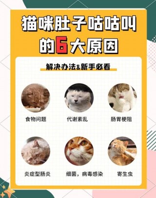 猫咪为啥咕噜咕噜响，（猫为何咕噜咕噜响）