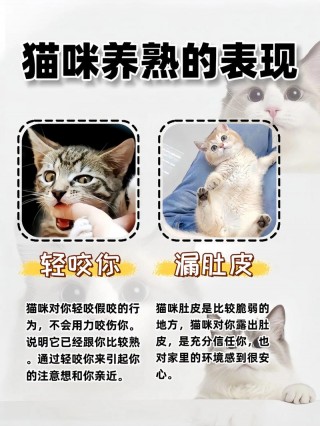 猫咪养不熟怎么办，（猫咪养不熟怎么办六年了）