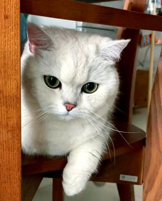 哪种猫咪最可爱？哪种猫咪可爱最温顺最粘人（最新）