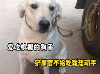 狗狗可以吃槟榔吗，狗狗能嚼槟榔吗？