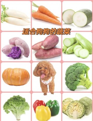 狗狗可以吃的水果蔬菜？狗狗可以吃什么水果和蔬菜?（最新）