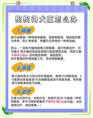 狗狗犬瘟的症状，（狗狗得犬瘟怎么在家治）