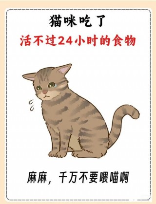 猫猫能吃面包吗，（猫咪能吃面包?）