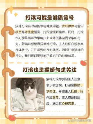 猫咪为什么在地上打滚，猫咪为什么爱在地上打滚？
