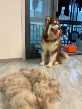 夏天狗狗热怎么办？夏天狗狗太热（最新）