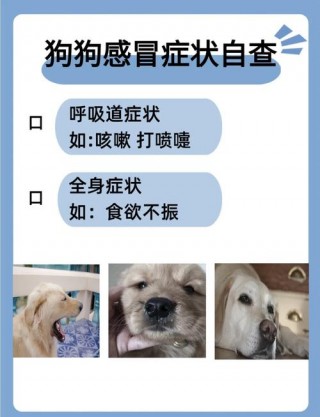 狗狗肠胃感冒的症状？狗狗胃肠型感冒症状（最新）
