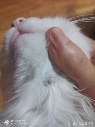 猫咪脖子上有疙瘩结痂，猫脖子上有疙瘩结痂怎么回事？