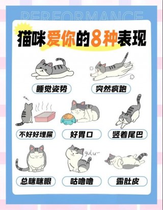 猫咪爱主人的表现，（猫咪爱主人的表现方式）