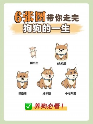 狗狗多少天会走路？狗狗多少天开始走路（最新）