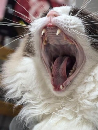 猫咪舌头一直在外面，（猫咪舌头一直在外面抖动）