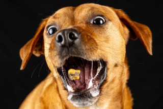 狗狗半夜哭是什么原因？狗狗半夜哭是什么原因呢（最新）