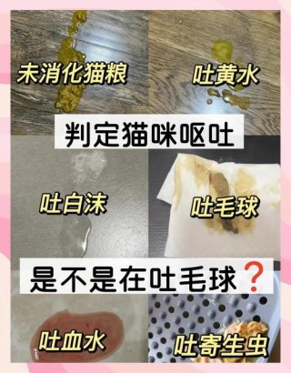 猫咪打完疫苗后呕吐，（猫咪打完疫苗呕吐黄色液体能吃什么）