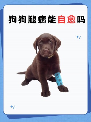 狗狗后腿瘫痪恢复几率，（狗狗后腿瘫痪恢复几率大吗）