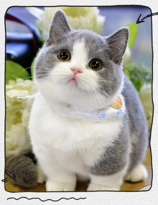 哪种猫咪最温顺好养，（那种宠物猫温顺好养）