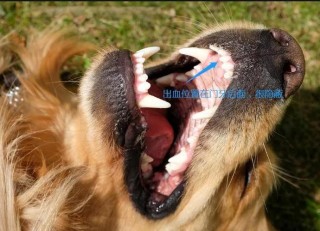 狗狗能吃云南白药粉吗？小狗能吃云南白药吗（最新）