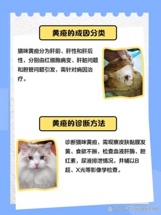 猫咪黄疸能治好吗，（猫咪黄疸肝炎能治好吗）