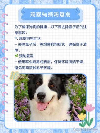 怎么去除狗狗身上的跳蚤，（狗跳蚤最怕三个东西）