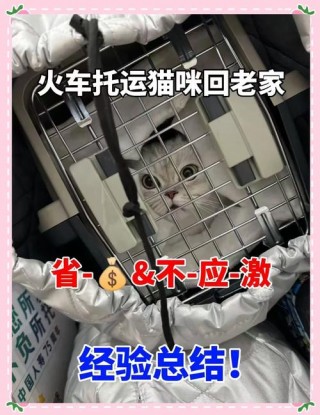 猫咪能上火车吗？猫咪能上火车高铁吗（最新）