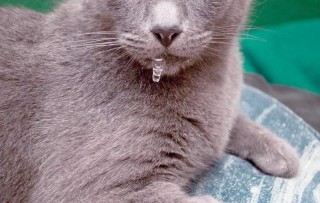 猫咪流口水粘稠透明，猫咪流口水粘稠透明吐舌头？