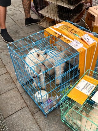 顺丰快递可以寄狗狗吗？顺丰可以寄狗狗嘛（最新）