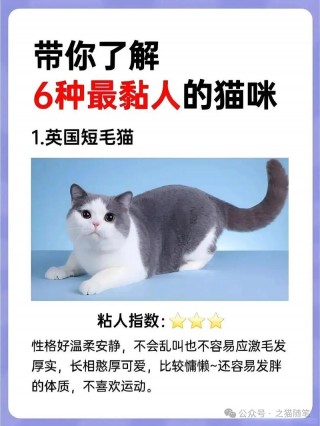 猫咪不粘人怎么办，（猫咪不粘人咋办）