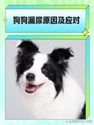 狗狗尿失禁是什么症状，狗狗尿失禁是什么症状图片？