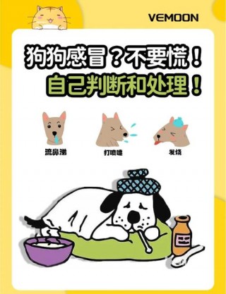 狗狗感冒有哪些症状，狗狗感冒有哪些症状图片？