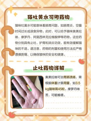 猫咪吃东西就吐，猫咪吃东西就吐黄水？