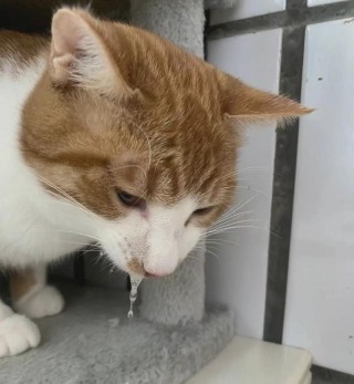 猫咪打喷嚏呕吐，（猫咪打喷嚏呕吐怎么办）