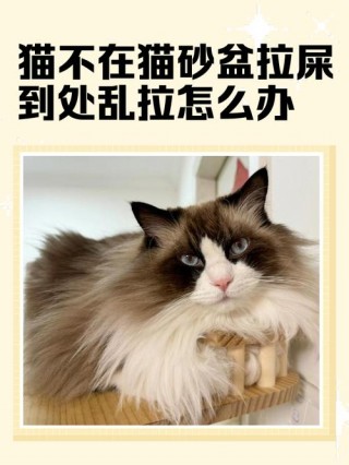 猫咪乱拉屎怎么办，（家里养的猫到处尿怎么办）