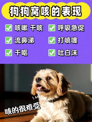 狗狗吹空调感冒了怎么办？小狗吹空调感冒流鼻涕怎么办（最新）