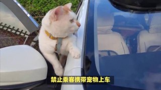 猫咪可以带上大巴吗？猫咪能带上大巴吗?（最新）
