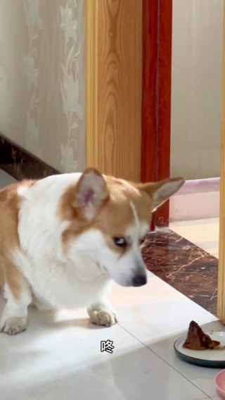 狗狗能吃鸭屁股吗，狗狗可以吃鸭屁股么？