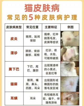 猫咪皮肤病怎么治疗，猫咪皮肤病怎么治疗比较好？