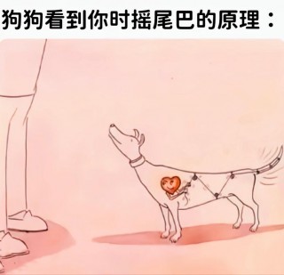 狗狗不摇尾巴怎么回事，（狗狗不摇尾巴怎么回事视频）